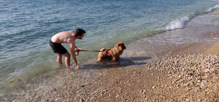 Turisme Vinaròs proposarà habilitar les platges i cales per a les mascotes durant la temporada baixa