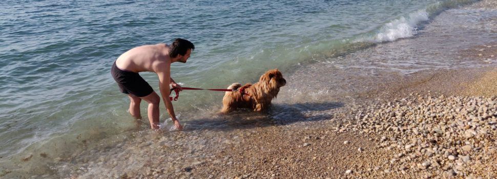 Turisme Vinaròs proposarà habilitar les platges i cales per a les mascotes durant la temporada baixa