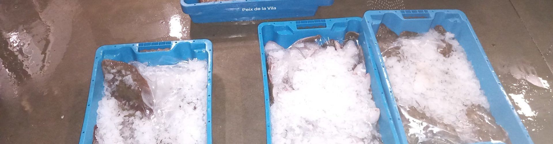 Detectados 46,7 kg de pescado y marisco sin documentación en el puerto de la Ràpita