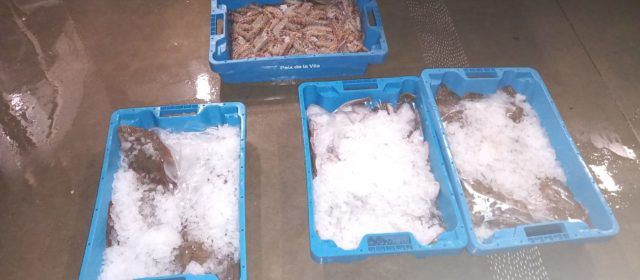 Detectados 46,7 kg de pescado y marisco sin documentación en el puerto de la Ràpita