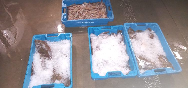 Detectados 46,7 kg de pescado y marisco sin documentación en el puerto de la Ràpita