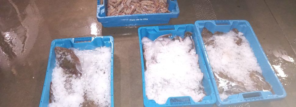 Detectados 46,7 kg de pescado y marisco sin documentación en el puerto de la Ràpita