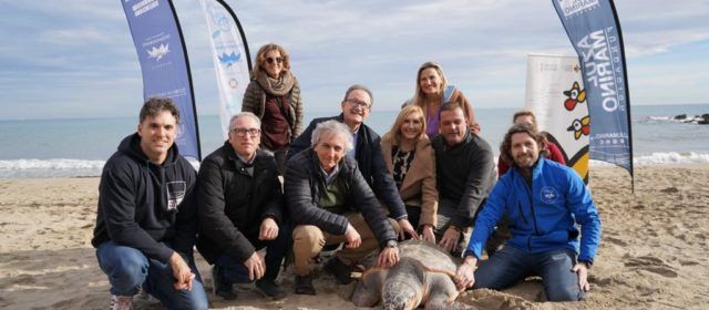 Pradas libera en las playas de la Serra d’Irta la 777ª tortuga recuperada en L’Oceanogràfic desde 2007