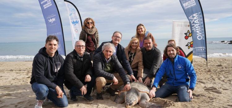 Pradas libera en las playas de la Serra d’Irta la 777ª tortuga recuperada en L’Oceanogràfic desde 2007