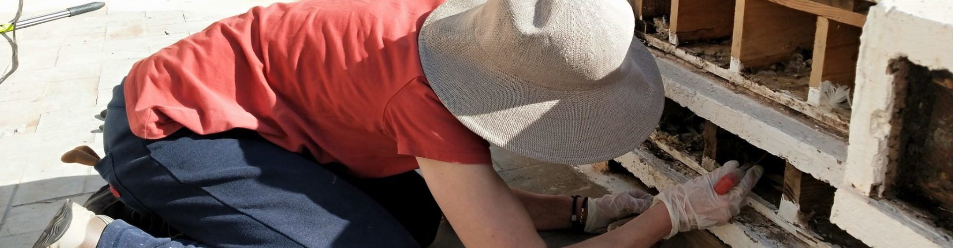 APNAL-Ecologistas en Acción mantiene la colonia de cría de vencejos situada en la plaza Telers de Benicarló