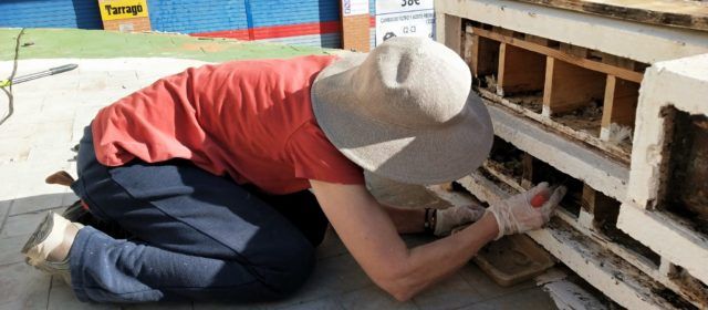 APNAL-Ecologistas en Acción mantiene la colonia de cría de vencejos situada en la plaza Telers de Benicarló
