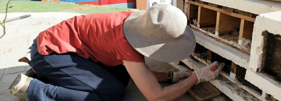 APNAL-Ecologistas en Acción mantiene la colonia de cría de vencejos situada en la plaza Telers de Benicarló