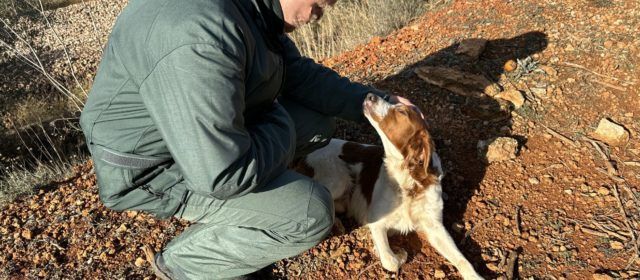 El SEPRONA rescata un perro bretón perdido en Tortosa, al borde de su muerte por inanición