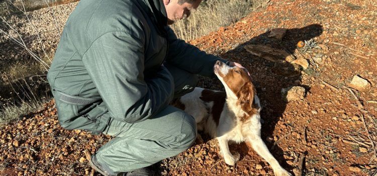 El SEPRONA rescata un perro bretón perdido en Tortosa, al borde de su muerte por inanición