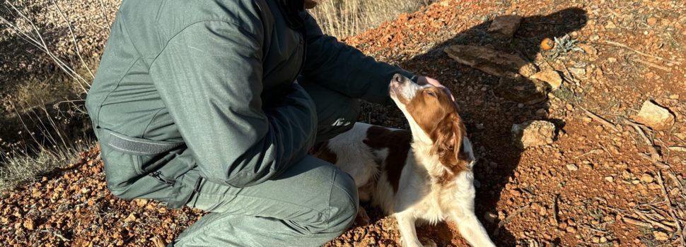 El SEPRONA rescata un perro bretón perdido en Tortosa, al borde de su muerte por inanición