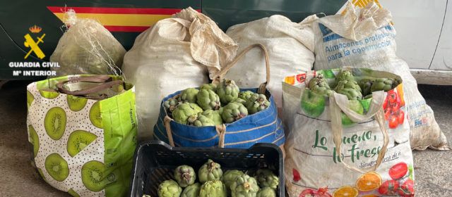 Un detenido  por presuntos hurtos de alcachofas en parcelas de Vinaròs y comarca