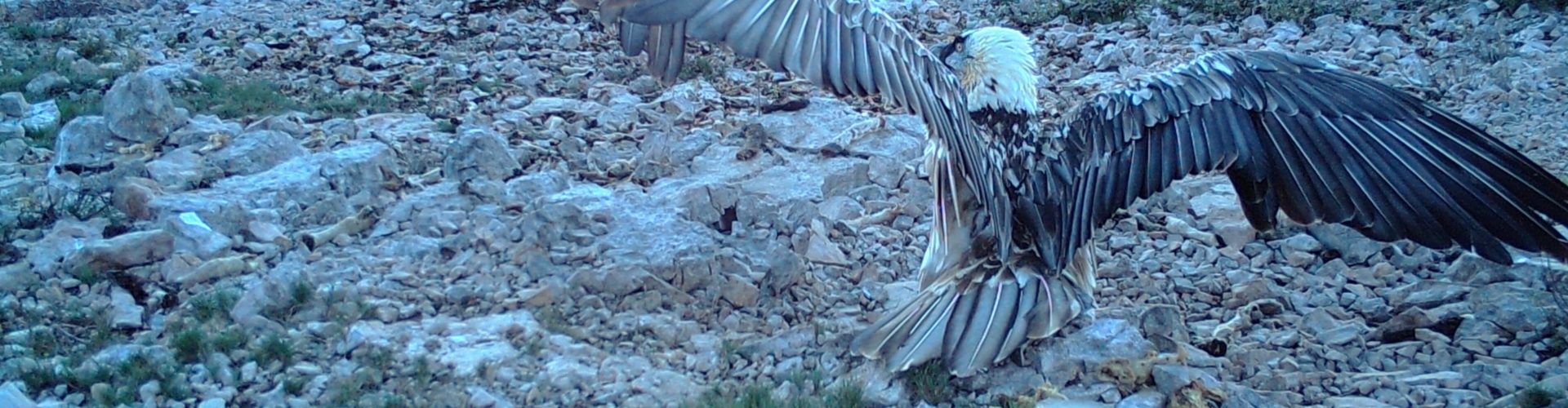 Un par de quebrantahuesos vuelve a habitar la Tinença de Benifassà después de más de un siglo