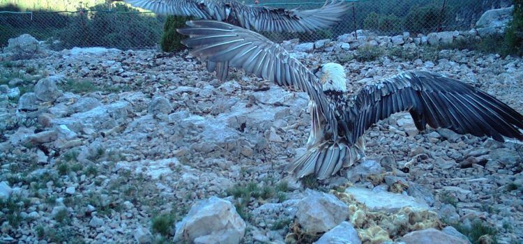Un par de quebrantahuesos vuelve a habitar la Tinença de Benifassà después de más de un siglo
