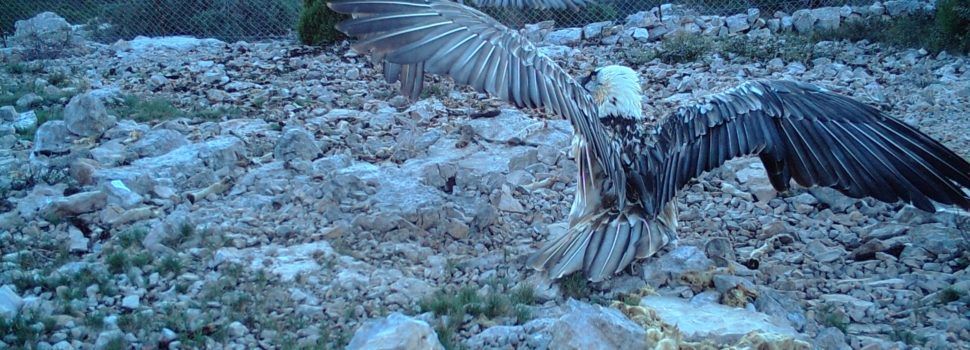 Un par de quebrantahuesos vuelve a habitar la Tinença de Benifassà después de más de un siglo
