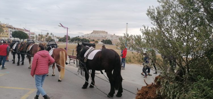 Peñíscola arranca este fin de semana la programación de San Antonio Abad