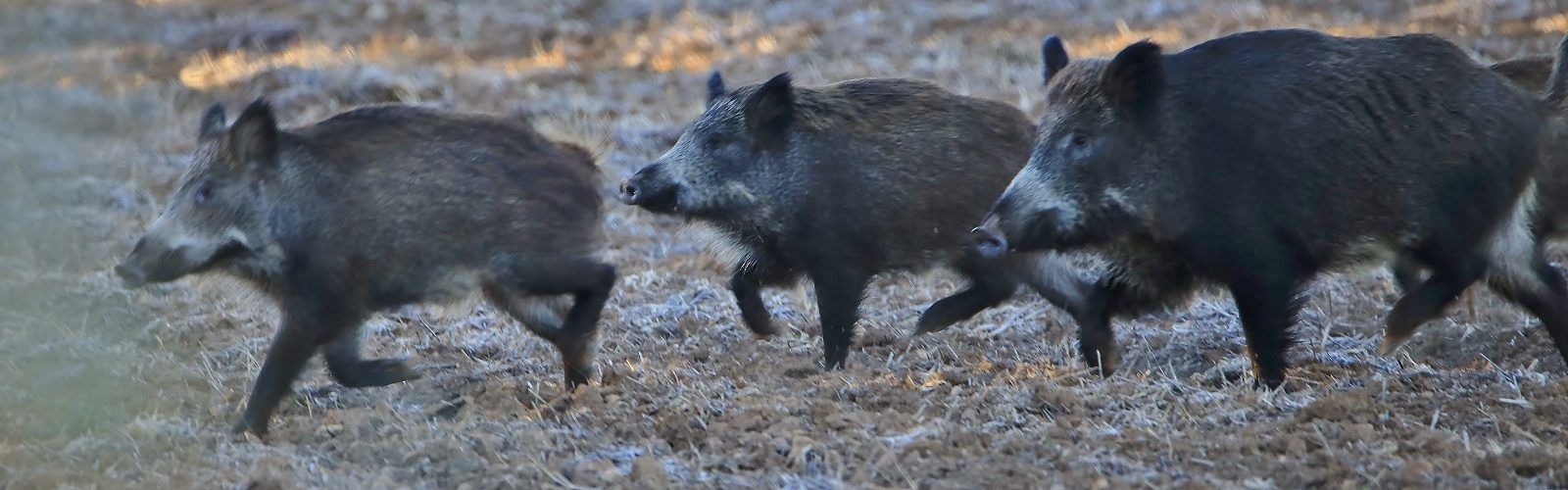 Ecologistes en Acció presenta al·legacions a la modificació de l’Ordre de caça de senglar
