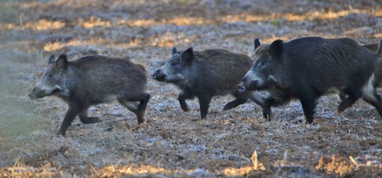 Ecologistes en Acció presenta al·legacions a la modificació de l’Ordre de caça de senglar