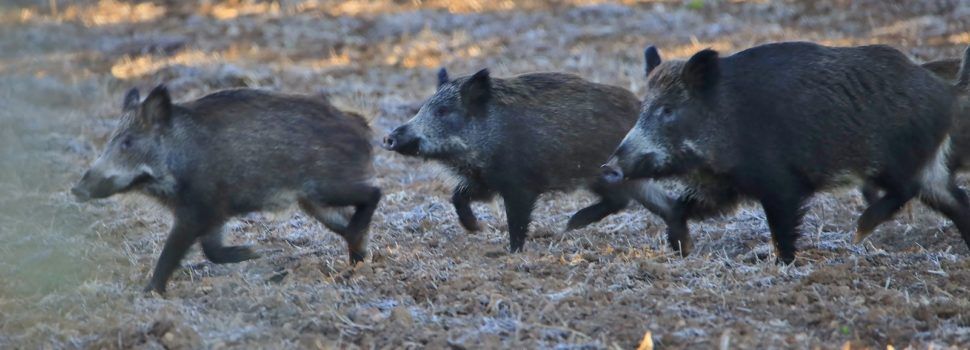 Ecologistes en Acció presenta al·legacions a la modificació de l’Ordre de caça de senglar