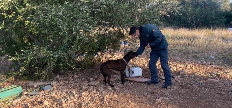 El SEPRONA de la Guardia Civil investiga a un vecino de Tortosa por presunto delito de maltrato animal