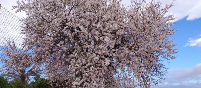 Ametlers en flors