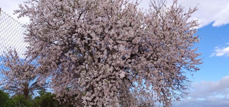 Ametlers en flors