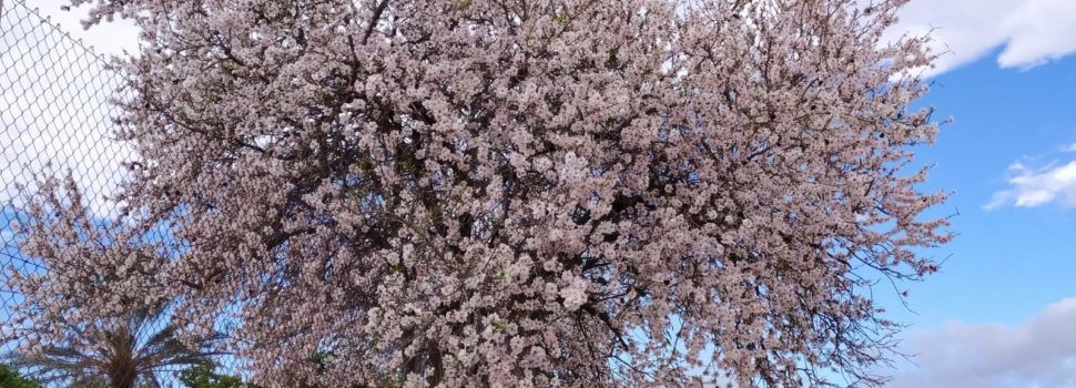 Ametlers en flors