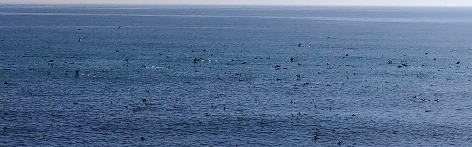 Vídeos i fotos: Un gran estol de corbs marins entre Sol de Riu i la Foradada