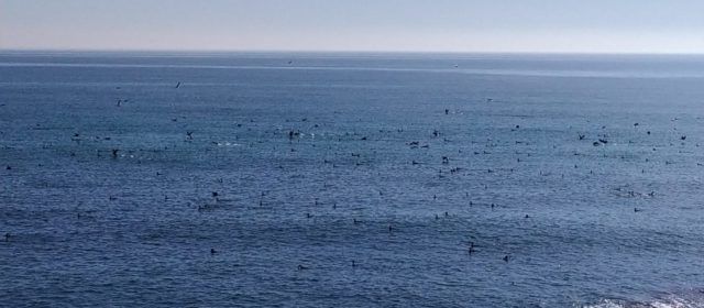 Vídeos i fotos: Un gran estol de corbs marins entre Sol de Riu i la Foradada