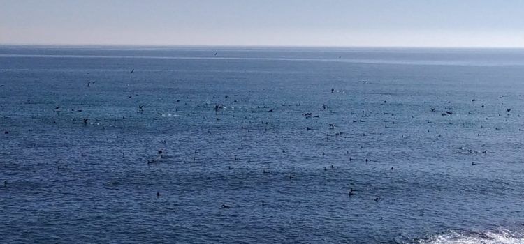 Vídeos i fotos: Un gran estol de corbs marins entre Sol de Riu i la Foradada