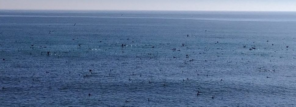 Vídeos i fotos: Un gran estol de corbs marins entre Sol de Riu i la Foradada