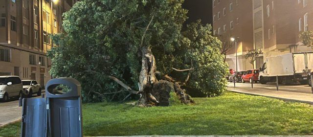 El vent tomba un arbre al carrer Hospital