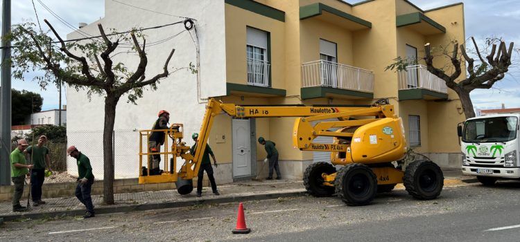 Obres i Serveis poda els arbres de l’avinguda de Maria Auxiliadora
