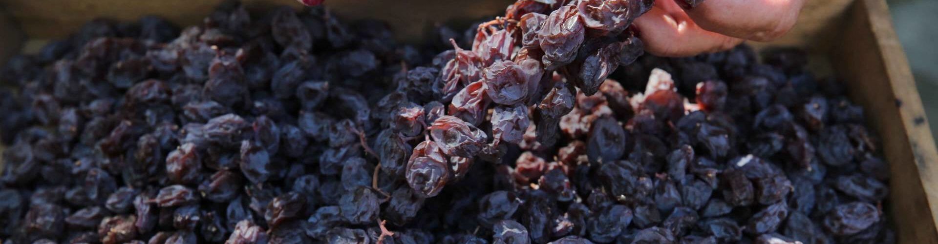 Olivos milenarios del Territorio Sénia, en una nueva asociación europea