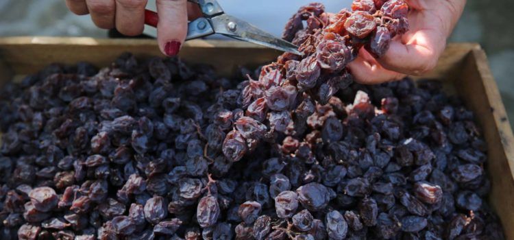 Olivos milenarios del Territorio Sénia, en una nueva asociación europea