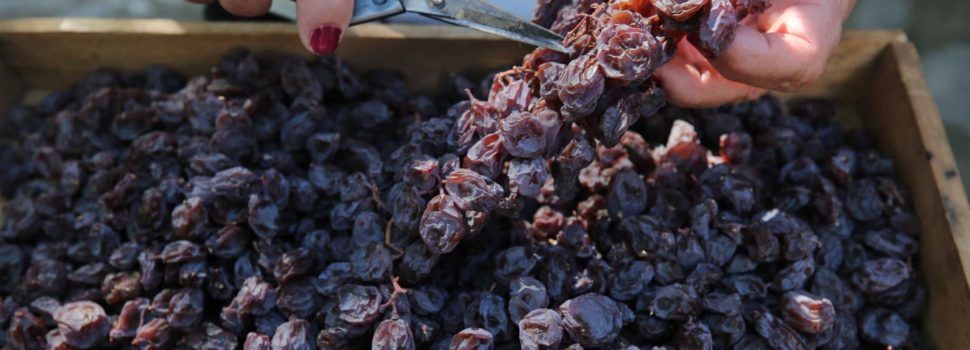 Olivos milenarios del Territorio Sénia, en una nueva asociación europea