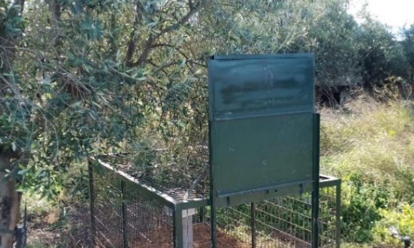 L’Ajuntament d’Alcalà-Alcossebre adjudica un servei per a la localització i captura de porcs senglars