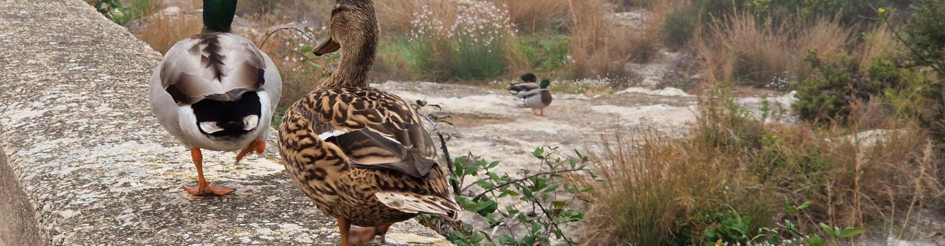 Vídeo i fotos: fauna de la desembocadura del Cervol
