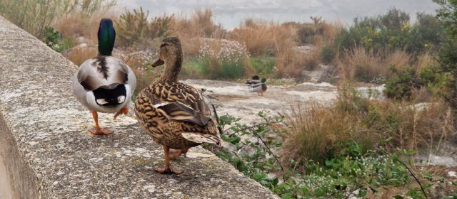 Vídeo i fotos: fauna de la desembocadura del Cervol