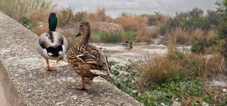 Vídeo i fotos: fauna de la desembocadura del Cervol