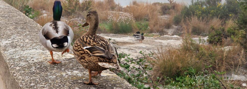 Vídeo i fotos: fauna de la desembocadura del Cervol