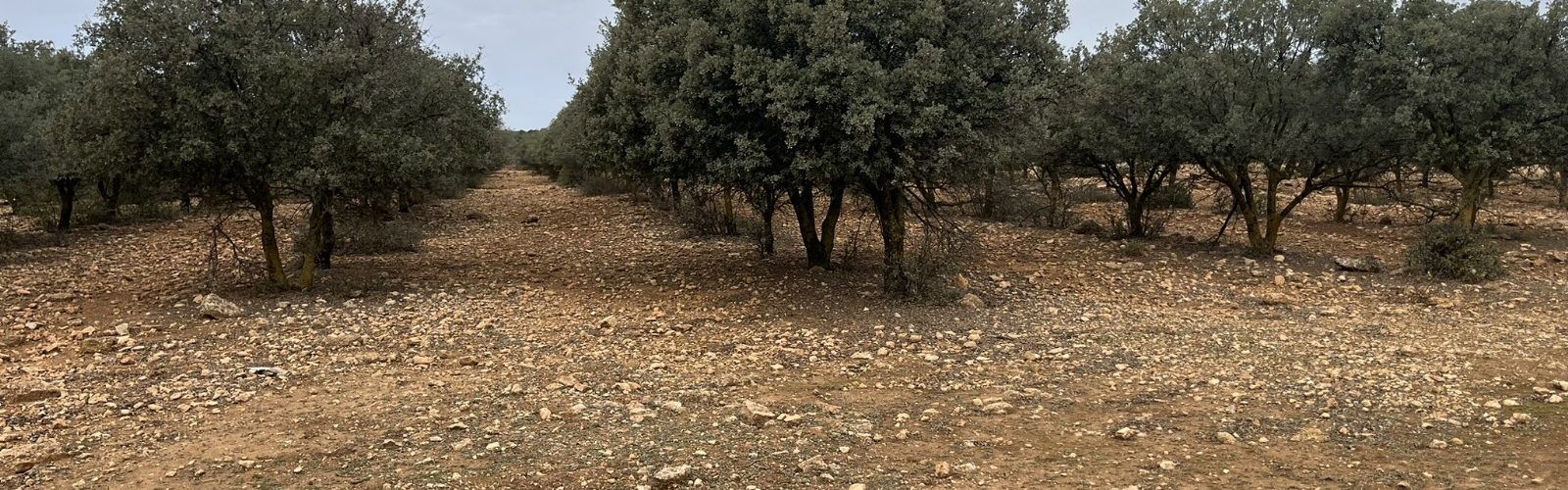 El Registro de Plantaciones Forestales Temporales de la Comunitat Valenciana tramita 528 expedientes en la provincia castellonense durante 2023