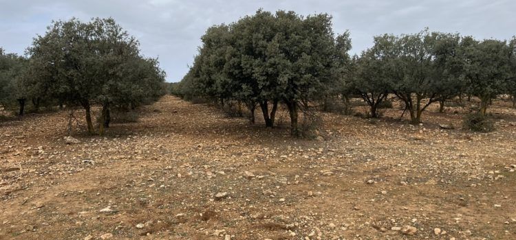 El Registro de Plantaciones Forestales Temporales de la Comunitat Valenciana tramita 528 expedientes en la provincia castellonense durante 2023