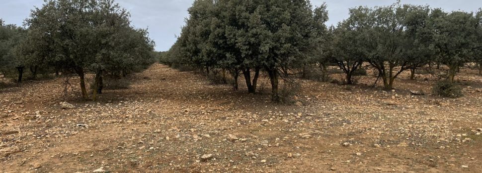 El Registro de Plantaciones Forestales Temporales de la Comunitat Valenciana tramita 528 expedientes en la provincia castellonense durante 2023