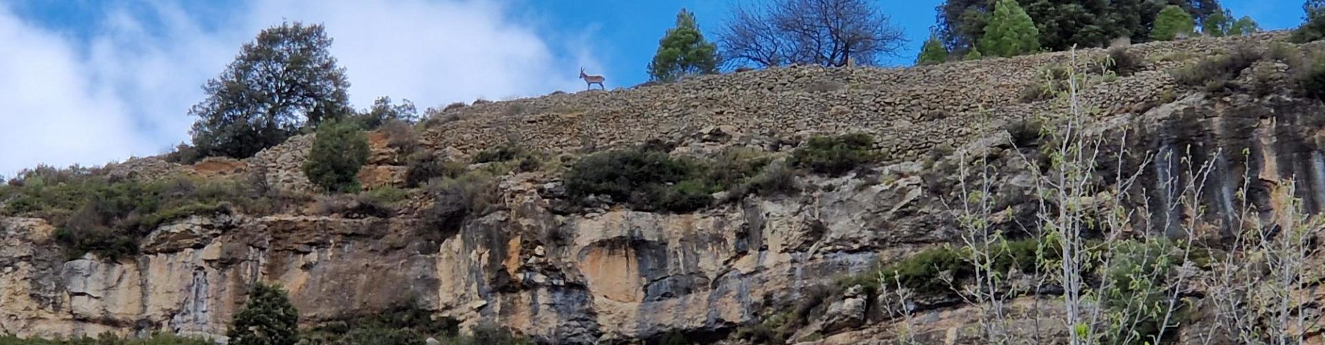 Expertos forestales y cazadores alertan que la sarna ha acabado con la mayoría de cabras hispánicas en Els Ports y la Tinença
