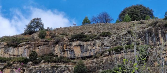 Expertos forestales y cazadores alertan que la sarna ha acabado con la mayoría de cabras hispánicas en Els Ports y la Tinença