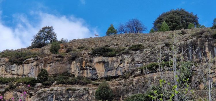 Expertos forestales  y cazadores alertan que la sarna ha acabado con la mayoría de cabras hispánicas en Els Ports y la Tinença 
