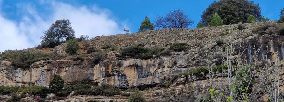 Expertos forestales  y cazadores alertan que la sarna ha acabado con la mayoría de cabras hispánicas en Els Ports y la Tinença 