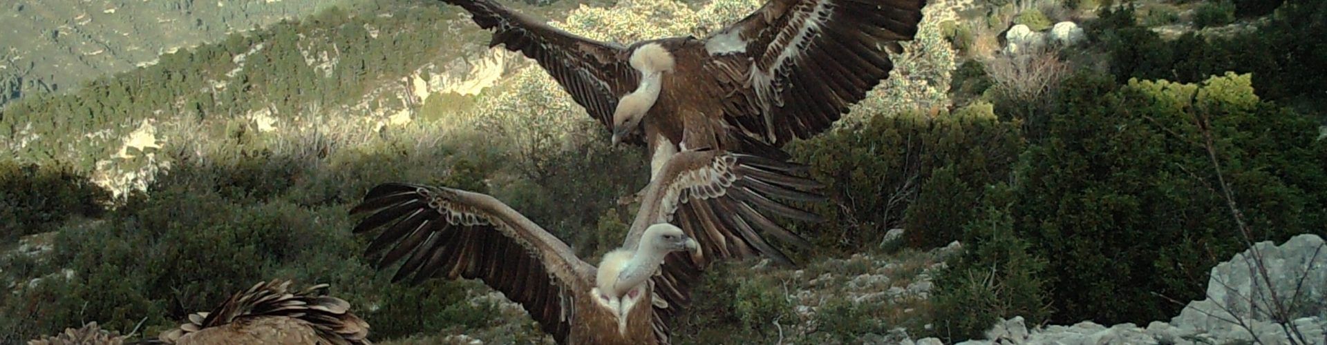 Medio Ambiente contabiliza la cifra histórica de 645 parejas de buitre leonado en 2023 en la Comunitat Valenciana