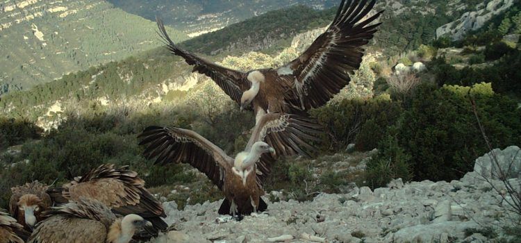 Medio Ambiente contabiliza la cifra histórica de 645 parejas de buitre leonado en 2023 en la Comunitat Valenciana