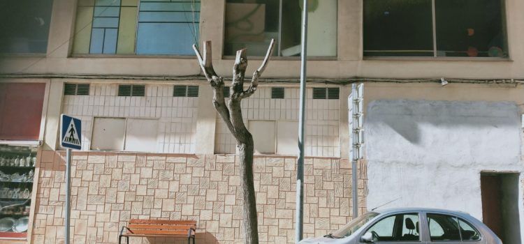 APNAL-Ecologistas en Acción de Vinaròs lamenta las “severas” podas de arbolado en la avenida María Auxiliadora